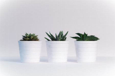 Flowerpot white houseplant plant Photo