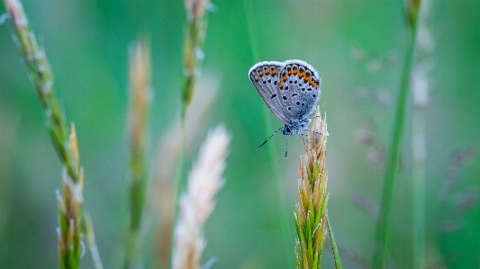 Butterfly insect common blue lycaenid Photo