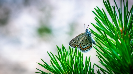 Butterfly insect moths and butterflies green Photo