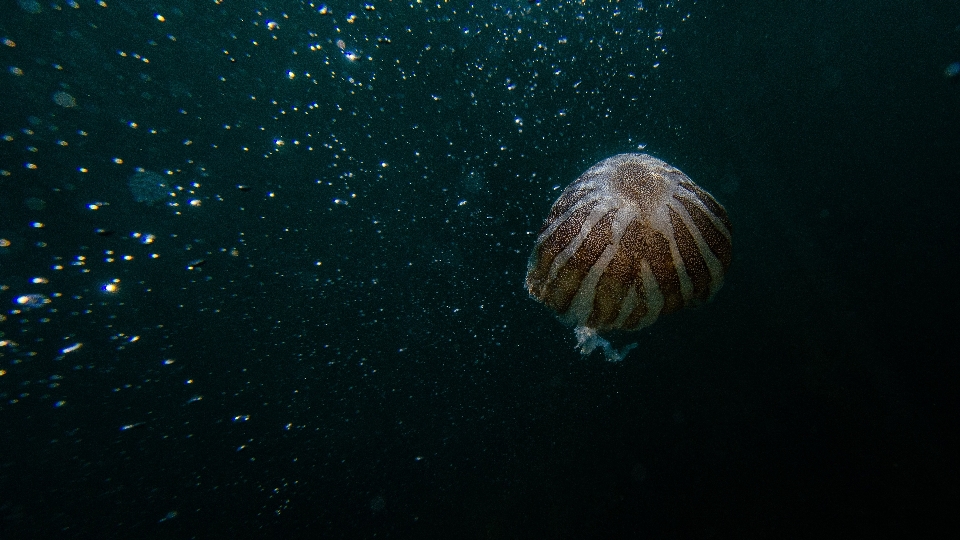 Submarino biología marina
 medusa agua