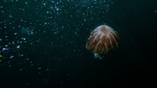 水下 海洋生物学 海蜇 水 照片