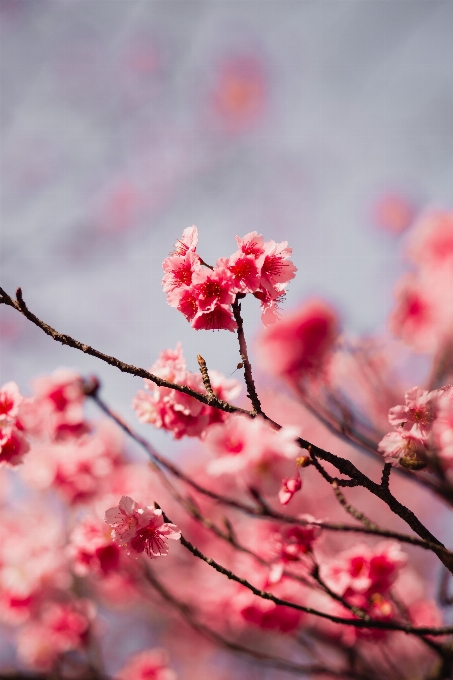 Flower pink blossom spring