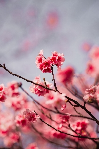 Flower pink blossom spring Photo