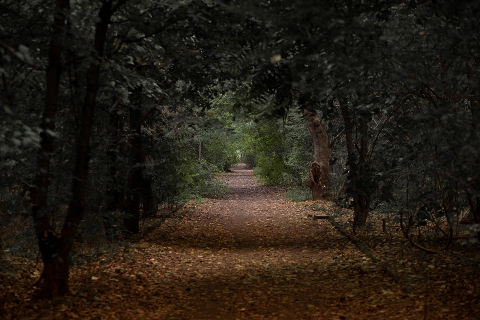 Tree woodland nature forest