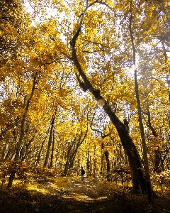 木 自然の中の人々
 自然 自然の風景
 写真