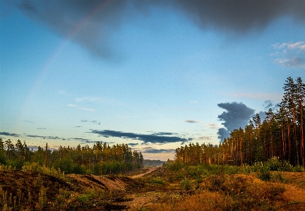 空 自然の風景
 自然 木 写真