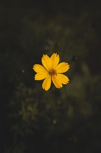 Blühende pflanze
 blume gelb euryops pectinatus
 Foto