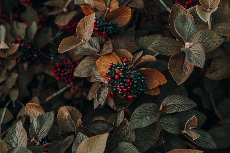 Leaf red flower plant Photo