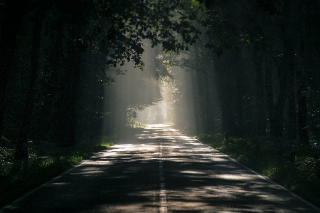 Nature green tree atmospheric phenomenon Photo