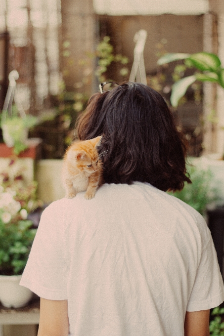 Cheveux chat félidés
 épaule