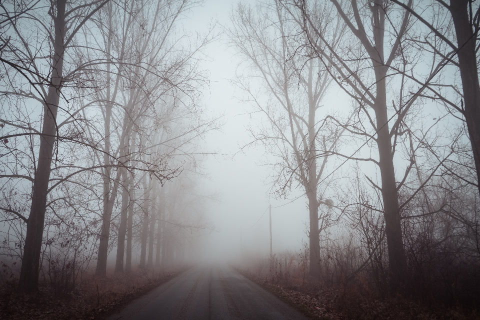 Tree fog natural landscape atmospheric phenomenon