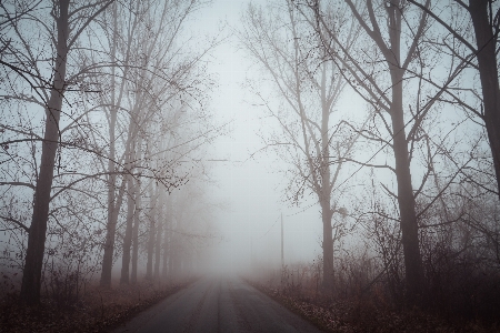 Tree fog natural landscape atmospheric phenomenon Photo