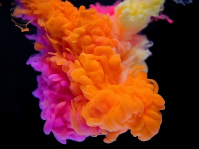 Orange pink yellow petal Photo