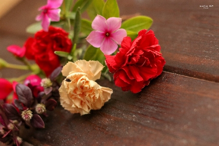 Morning flower petal pink Photo