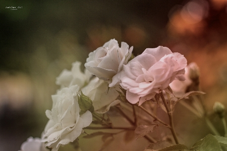 Blume natürlich rose auswirkungen Foto