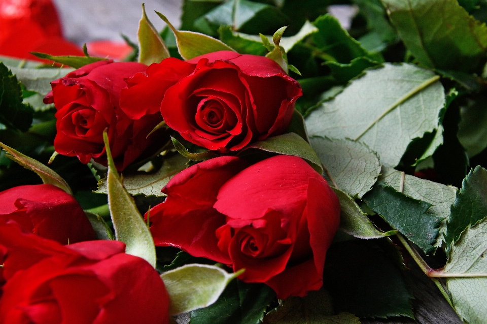 Red roses day valentines