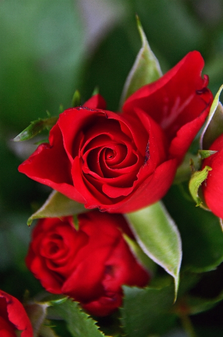 Rojo rosas día san valentin