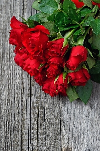 Red roses day valentines Photo