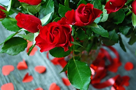 Red roses day valentines Photo