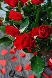 Red roses day valentines Photo