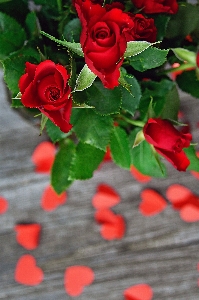 Red roses day valentines Photo