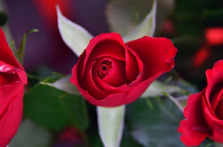 Red roses day valentines Photo