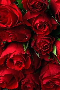 Red roses day valentines Photo