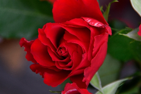 Red roses day valentines Photo