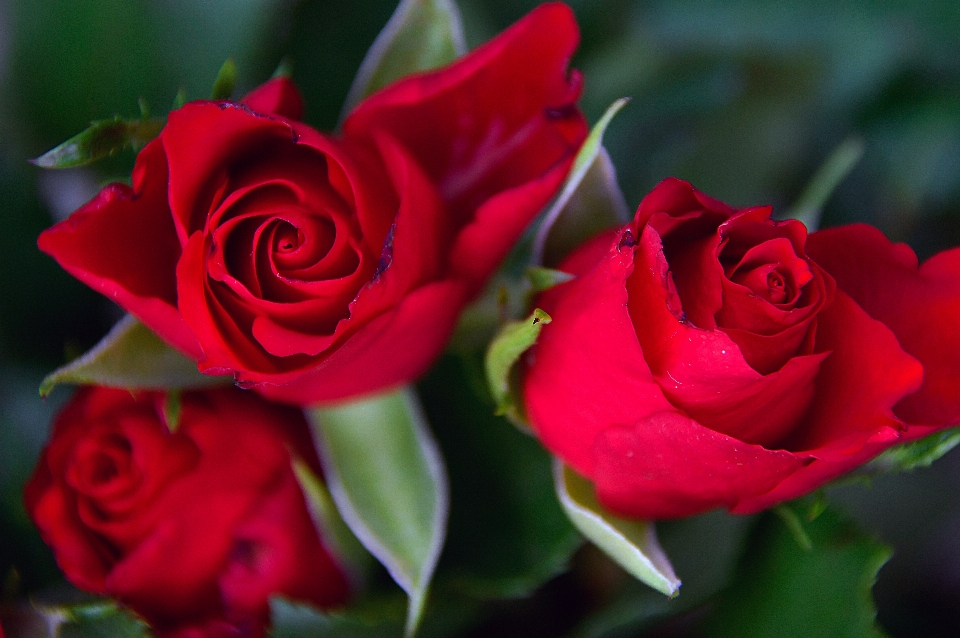 Rot rosen tag valentinsgrüße