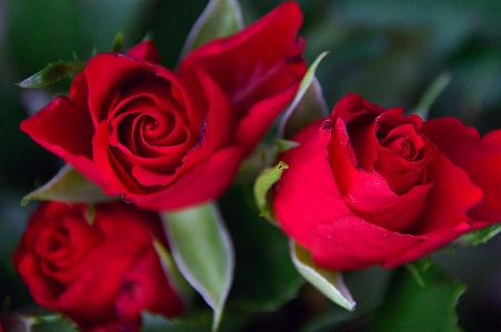 Red roses day valentines Photo