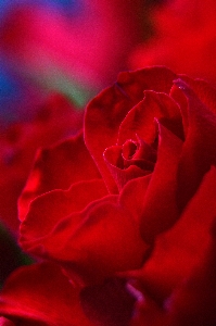 Red roses day valentines Photo