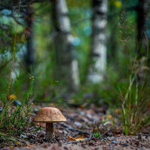 Natural landscape nature penny bun biome Photo