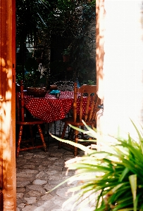 Chair tree backyard furniture Photo