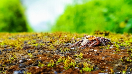 Spider insect macro photography Photo