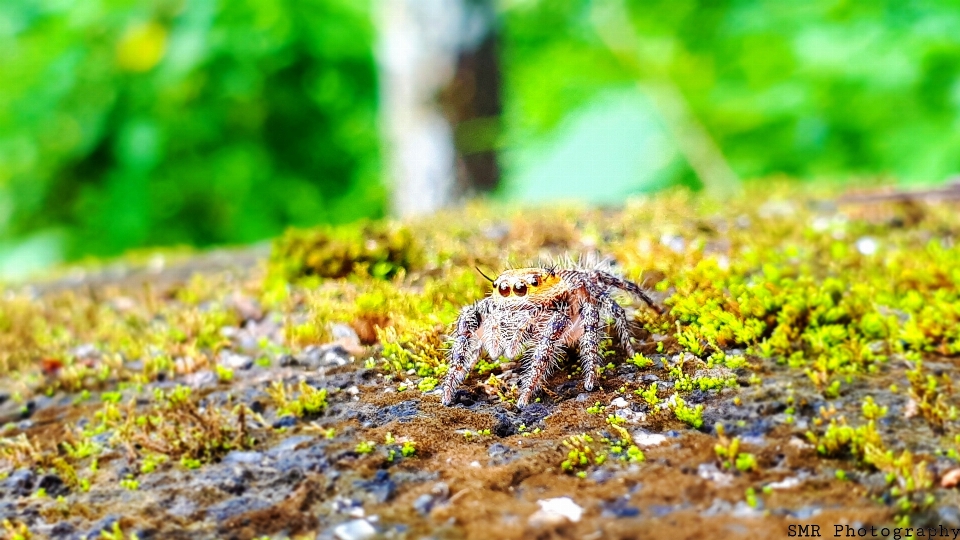 Laba-laba jujur
 makro fotografi