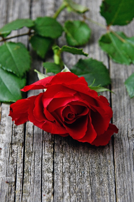 Red roses day rose