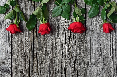 Red roses day rose Photo