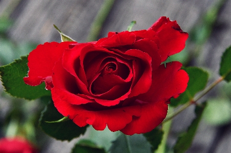 Red roses day rose Photo