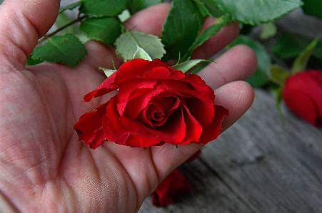 Red roses day rose Photo