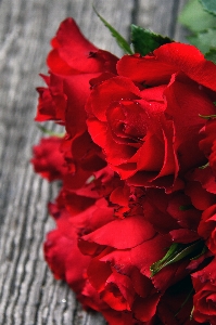 Red roses day rose Photo