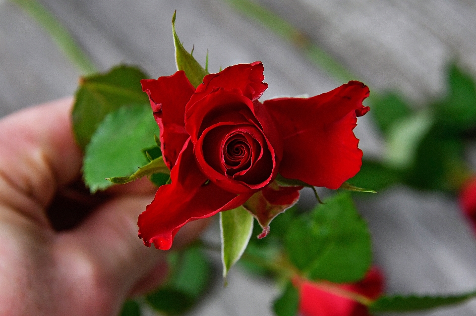 Red roses day rose