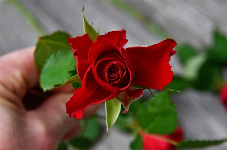 Red roses day rose Photo