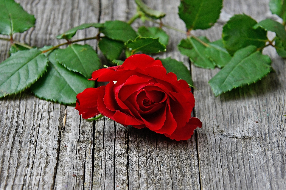 Red roses day rose