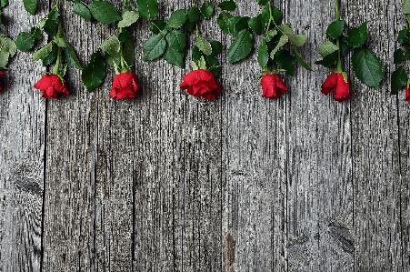 Red roses day rose Photo