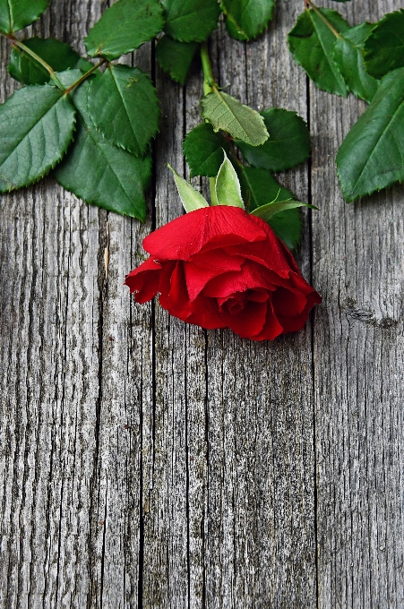 Red roses day rose