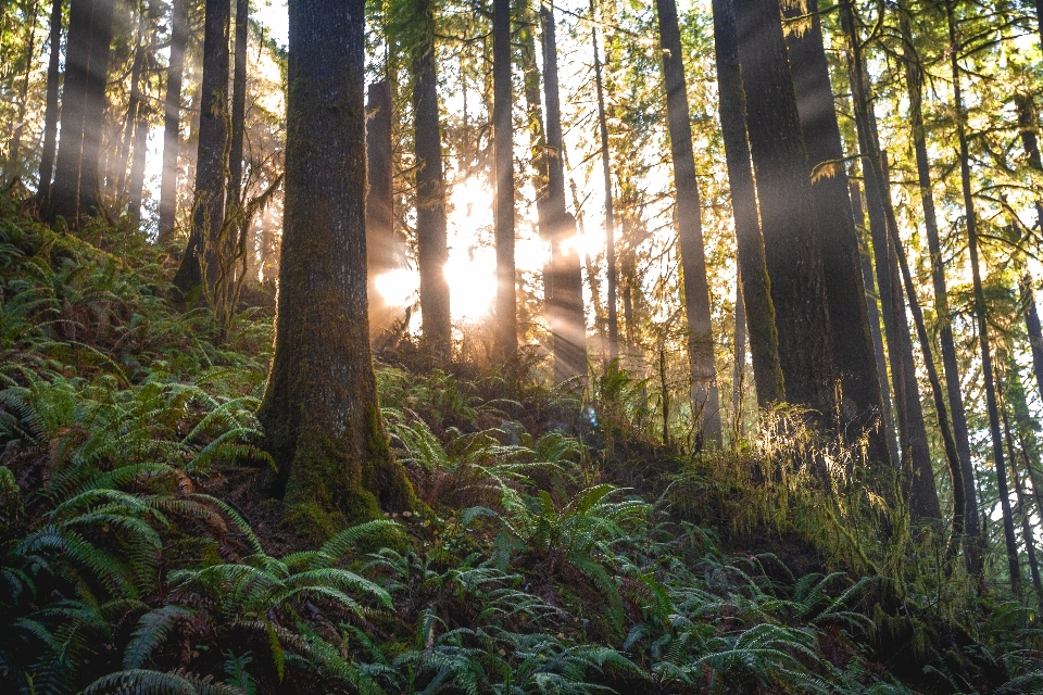 árvore floresta ambiente natural
 luz solar