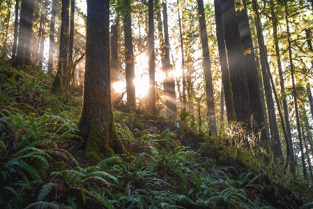 Tree forest natural environment sunlight Photo