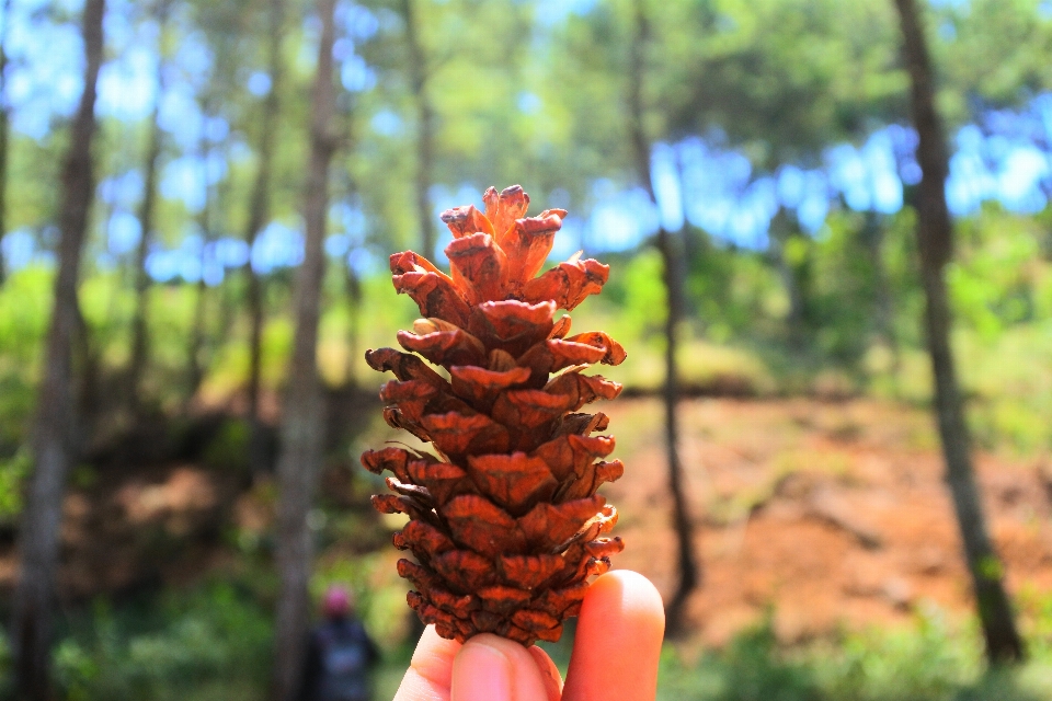 Natura pino zuccherino
 rosso
 dell'oregon
