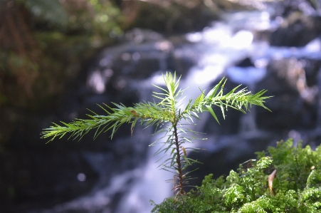 Tree river waterfall araucaria Photo