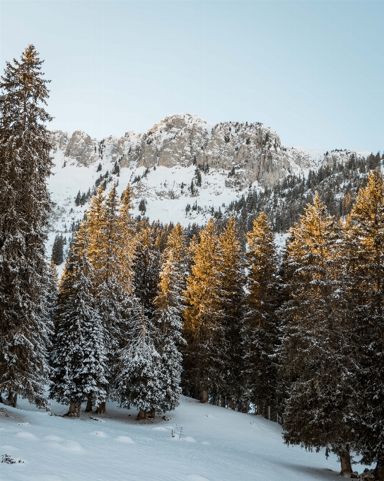 Nieve invierno abeto negro de hoja corta
 alerce subalpino larix lyalis
